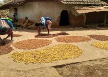 ‘विरासत मदिरा’ भरेगी आदिवासियों की जेब