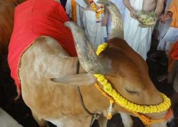 The Indian Tribal | Diali Cow Puja