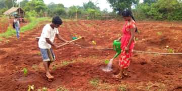 The Indian Tribal | Tribal Farming - Agriculture Eco-farming