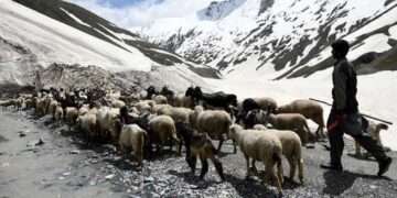 A Nomadic Tribesman in Jammu and Kashmir
