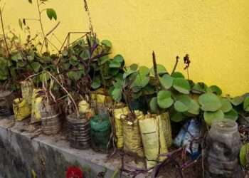 The Indian Tribal - Traditional medicinal system unique to Jharkhand’s tribal community