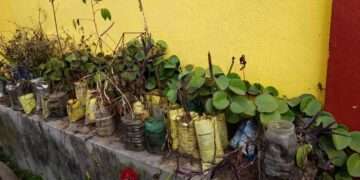 The Indian Tribal - Traditional medicinal system unique to Jharkhand’s tribal community