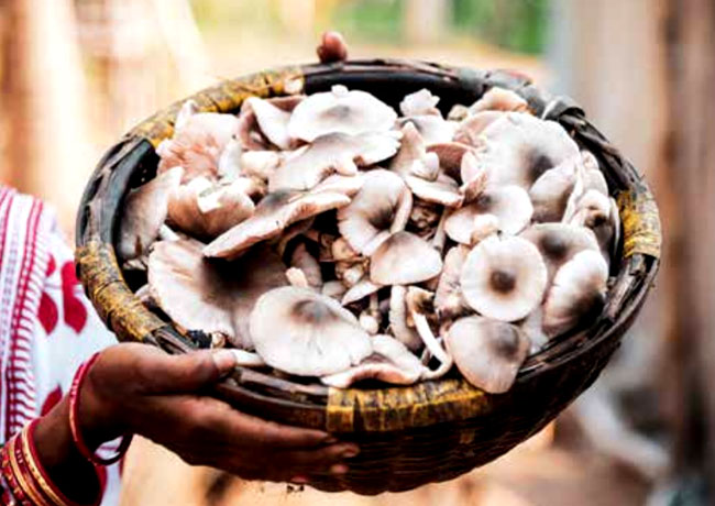 mushroom cultivation by several self-help groups (SHGs)