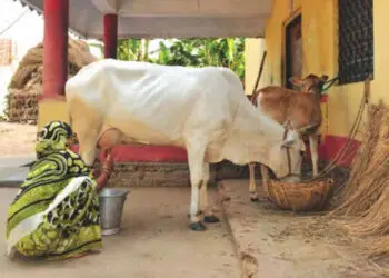 Milking The Situation