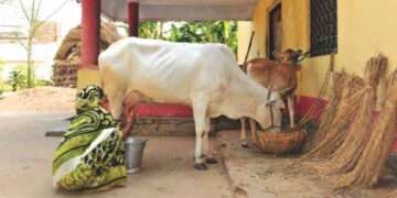 Milking The Situation