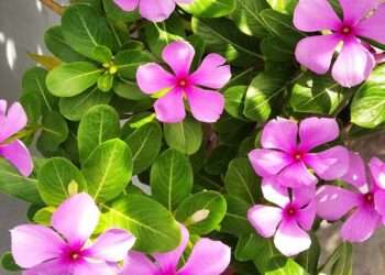 Tribal Medicine | North East