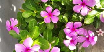 Tribal Medicine | North East