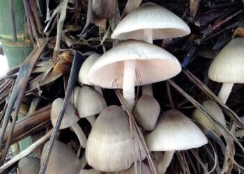 Volvariella Volvacea or Paddy Straw Mushroom
