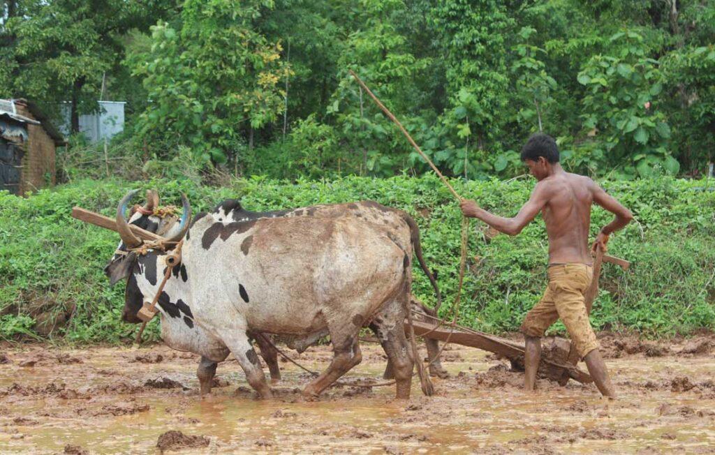 The Indian Tribal News | A Farmer at work