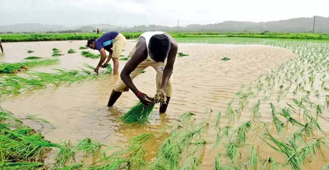 The Indian Tribal News | Farmers in Gujarat's tribal-dominated Dang district, which has become a fully natural farming district