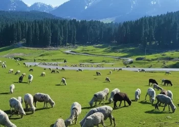 The Indian Tribal News, Jammu & Kashmir | Govt Backs India’s Largest Annual Migration Of Tribals, Livestock In J&K