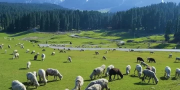 The Indian Tribal News, Jammu & Kashmir | Govt Backs India’s Largest Annual Migration Of Tribals, Livestock In J&K