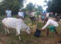 The Indian Tribal News Update | Cows decorated for worship, Jharkhand, India |