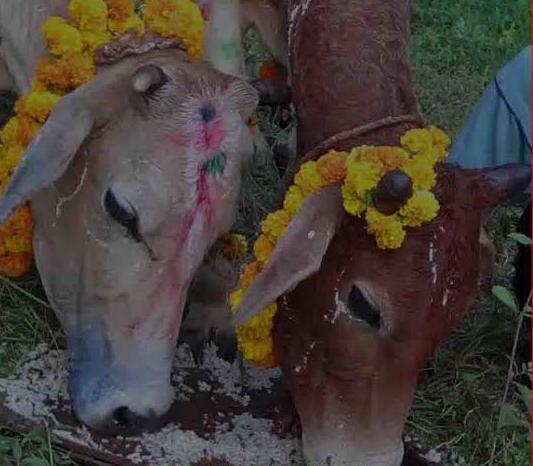 The Indian Tribal News | In Sohrai cows and cattles are tastefully decorated, Jharkhand, India