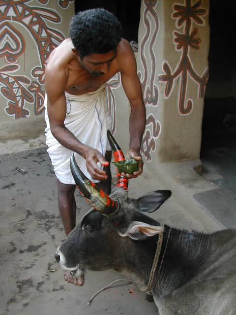 The Indian Tribal Report | Village priest performs the rituals of Sohrai at the Akhra, Jharkhand