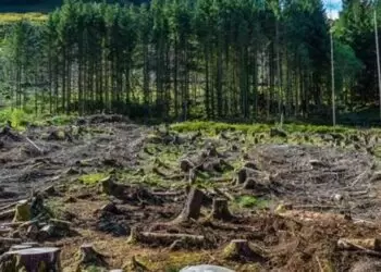 New Forest Conservation Rules Remain Contentious