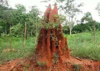 Anthills - Nandi Puja