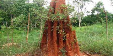 Anthills - Nandi Puja