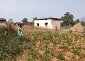 A Home Garden In Odisha