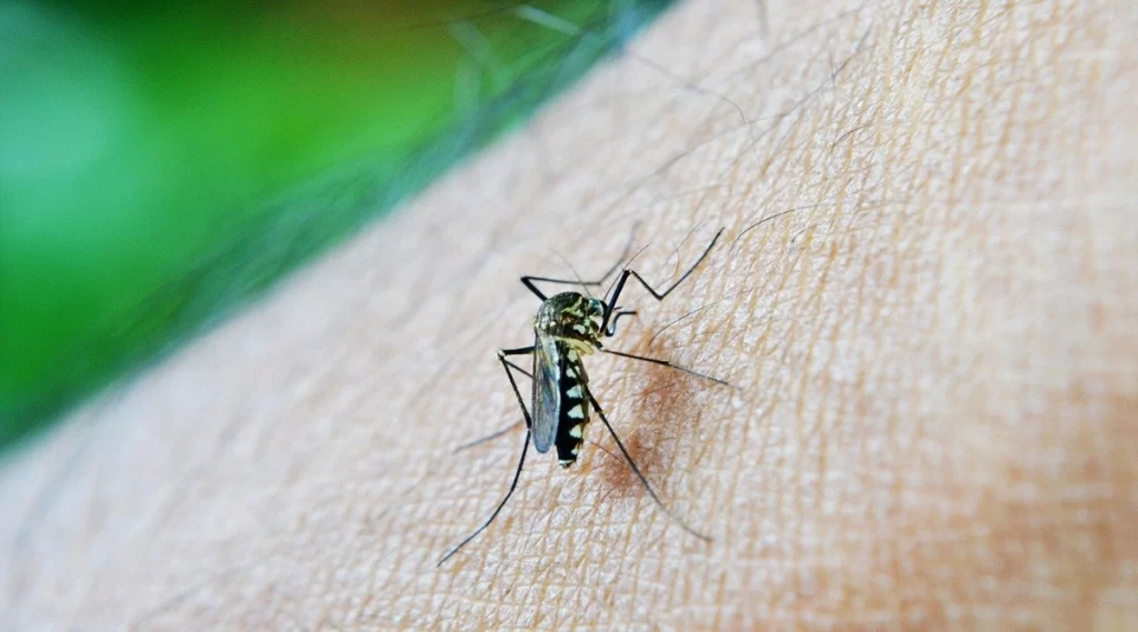 Malaria Menace