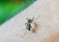 Malaria Menace