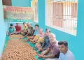 Volunteers engage in making bamboo seed balls | The Indian Tribal