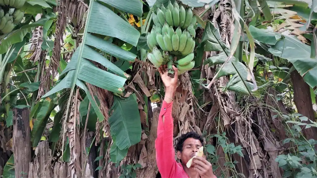 Banana plantation in Gudiyapadar village I The Indian Tribal