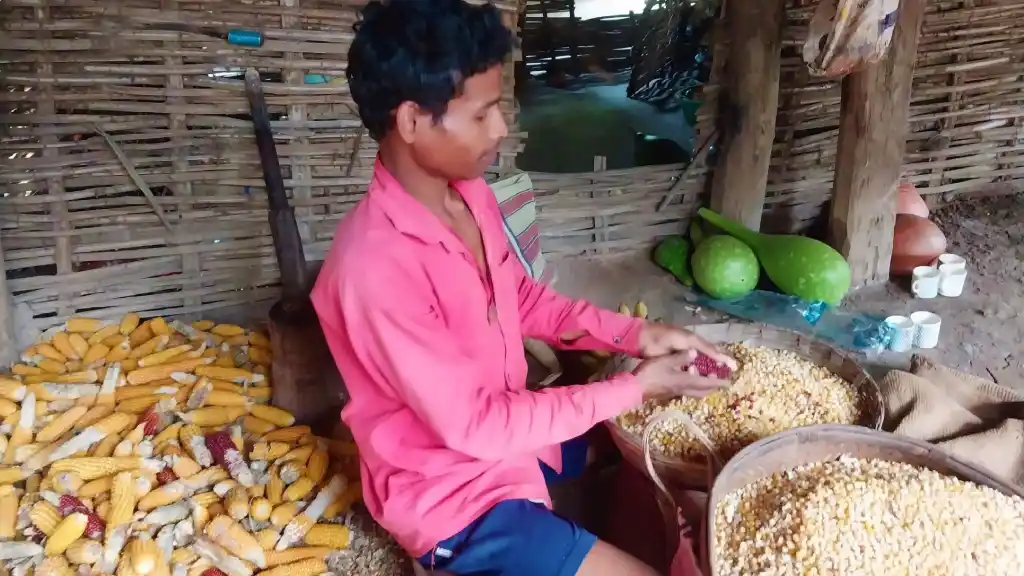 Corn being separated. It is usually stored in bamboo baskets.