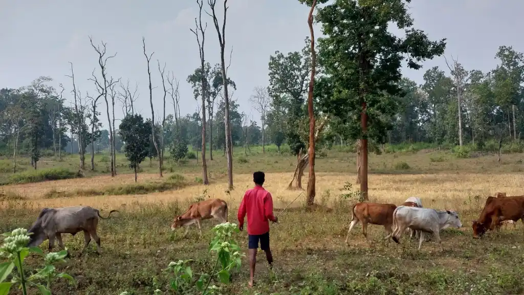 Cattle graze near the edge of the forest in Gudiyapadar I The Indian Tribal