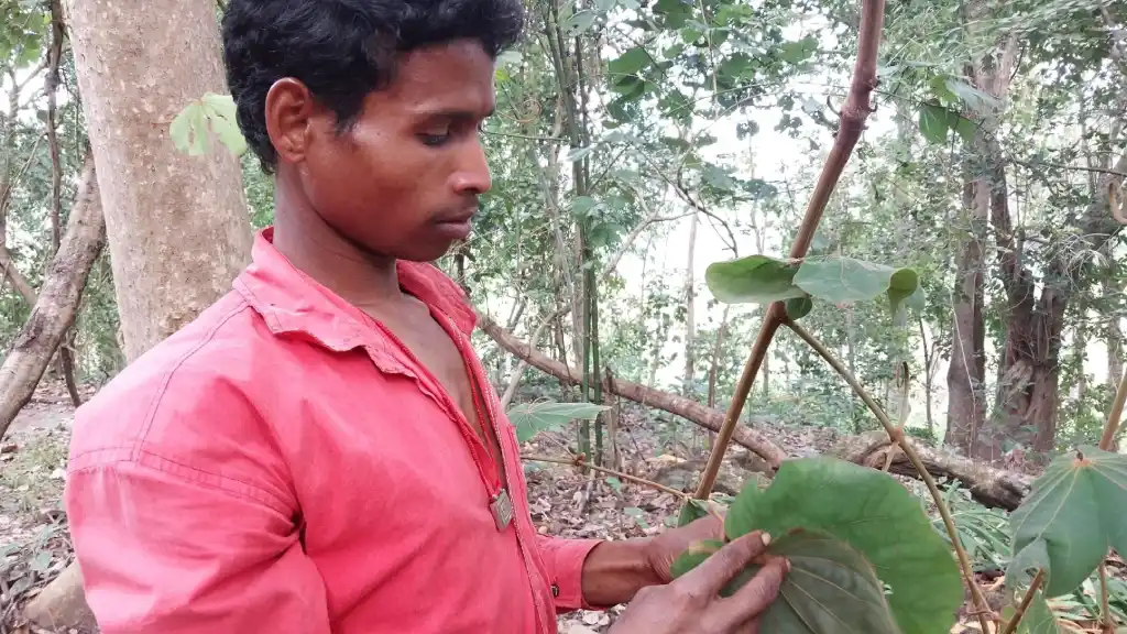 Guide Sukka tells us the Siali leaf is used for making donas or bowls I The Indian Tribal