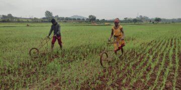 Millet Farming