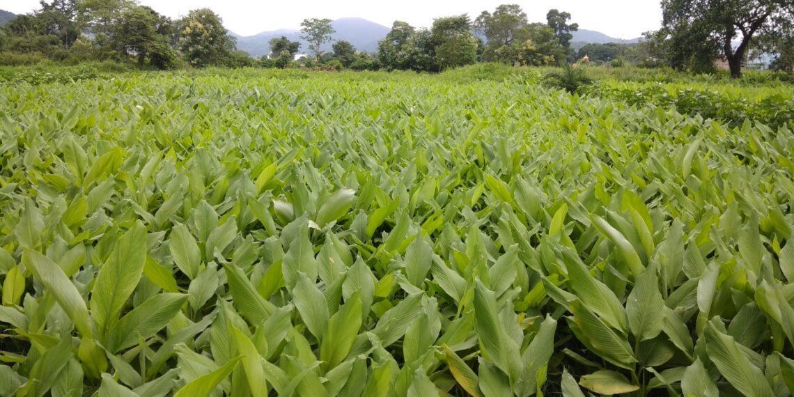 Agriculture Organic Mulching