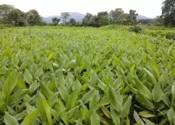 Agriculture Organic Mulching