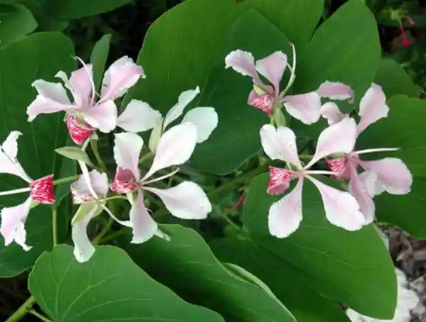 Bauhinia Variegata Flower