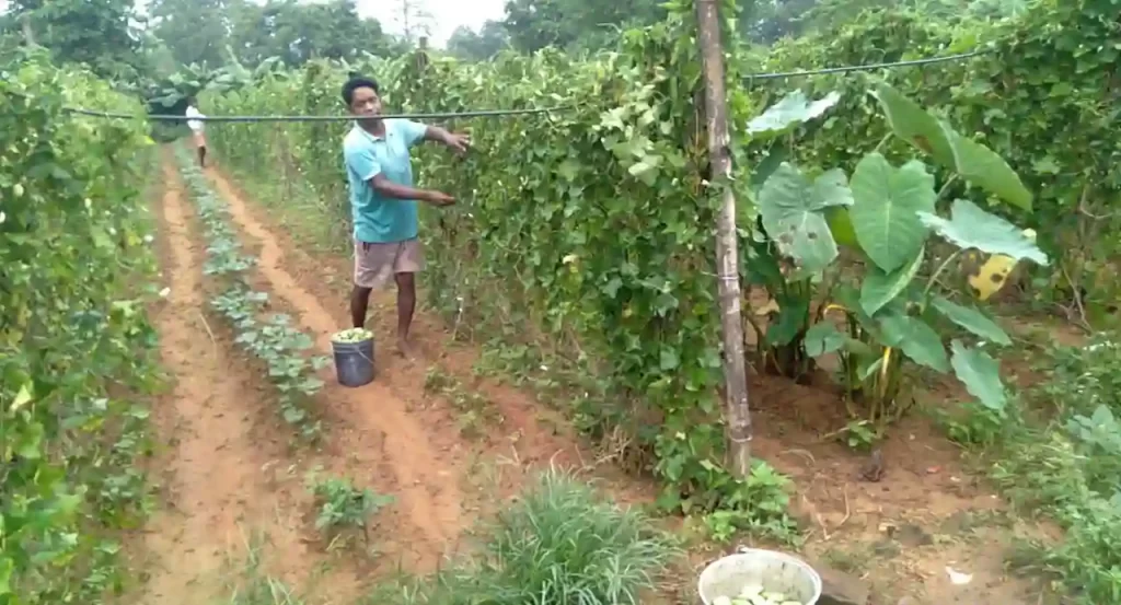 द इंडियन ट्राइबल | एक किसान अपनी खेती दिखते हुए