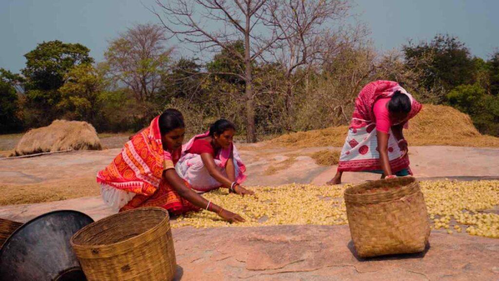 Tribal women sundrying collected MFP | The Indian Tribal
