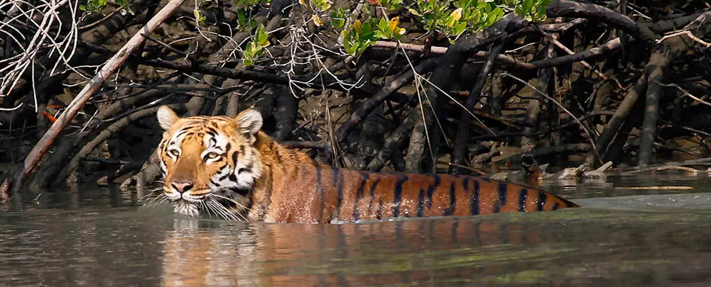 Sunderbans