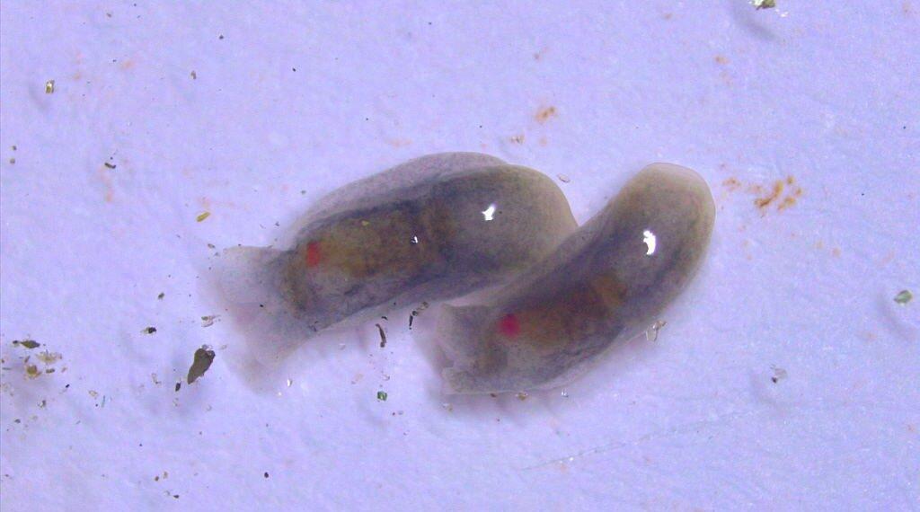 Picture Of Melanochlamys Droupadi When Found | The Indian Tribal