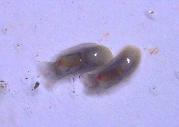 Picture Of Melanochlamys Droupadi When Found | The Indian Tribal