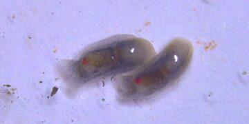 Picture Of Melanochlamys Droupadi When Found | The Indian Tribal