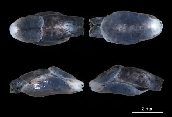 Preserved specimen of Melanochlamys droupadi