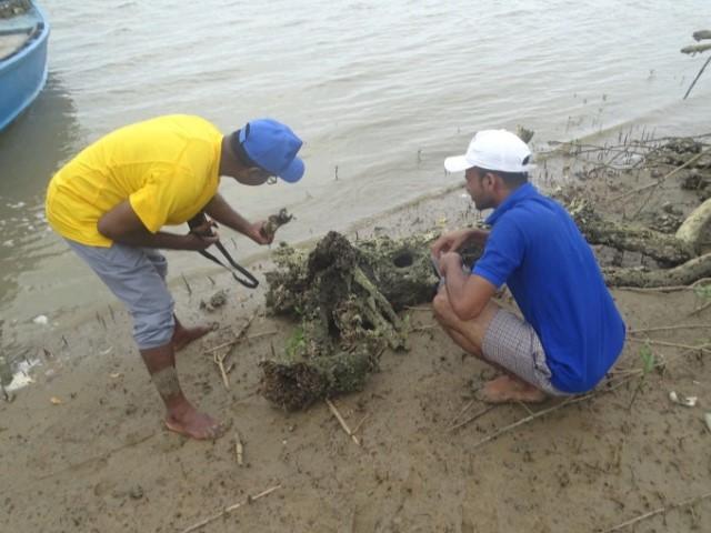 Dr Tudu With Fellow ZSI Researcher Examining Wood Boring Animals Off Subarnarekha River Mouth