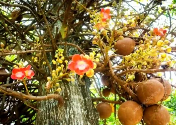Sarhul, Sal Tree