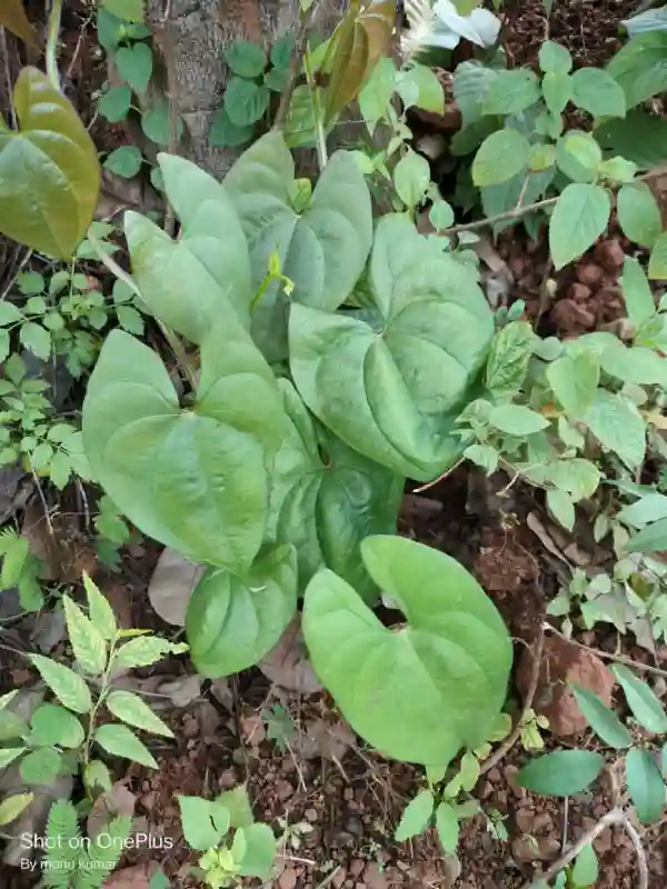A plant growing