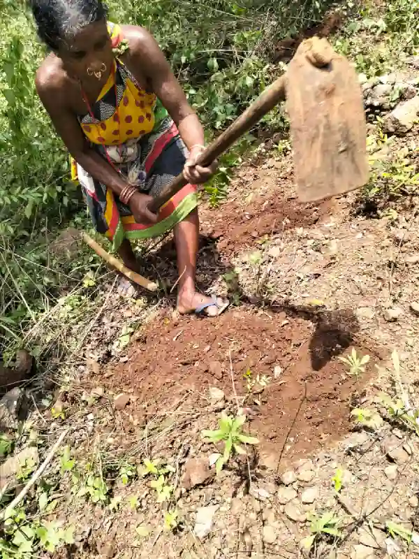 A tribal woman preparing ground before planting saplings