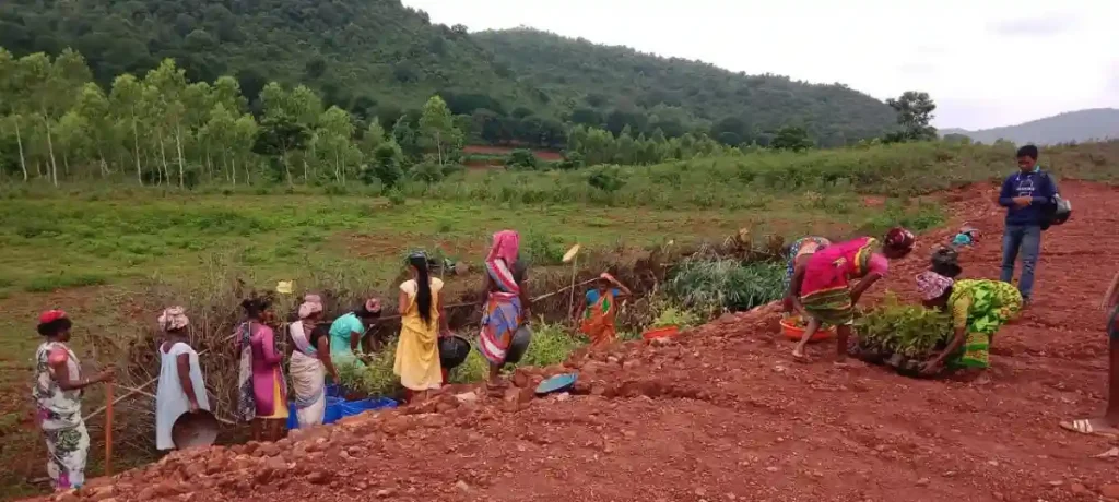 Tribals collecting saplings