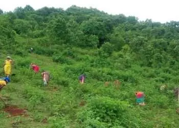 Afforestation