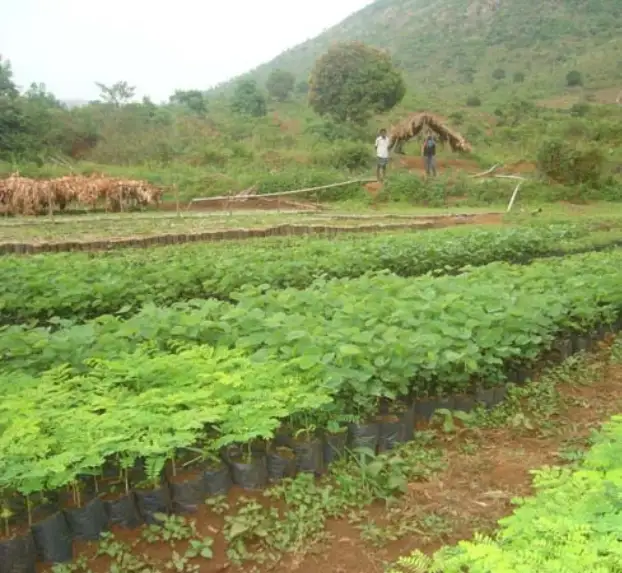 saplings in a nursery