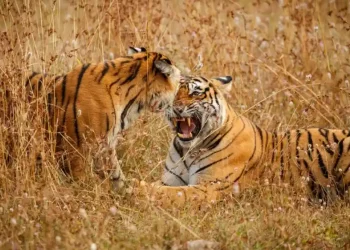 Sunderban, West Bengal | The Indian Tribal