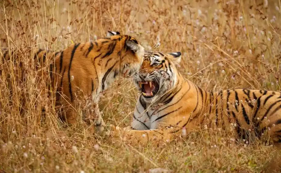 Sunderban, West Bengal | The Indian Tribal